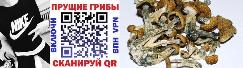 купить  сайты  Верея  Псилоцибиновые грибы Cubensis 